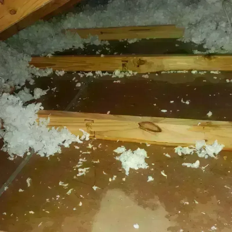 Attic Water Damage in Rosita North, TX