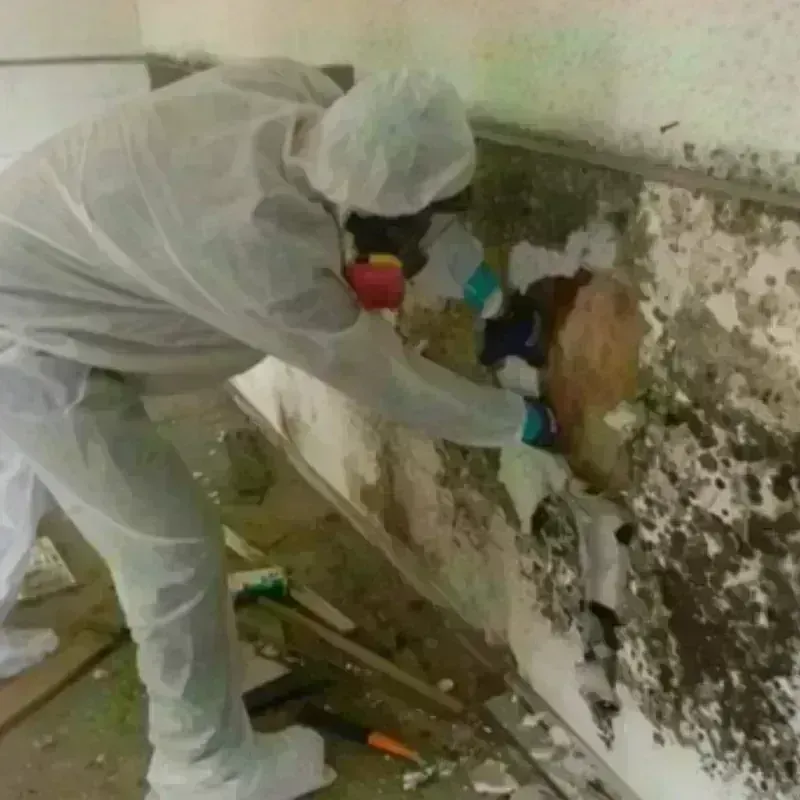 Mold Remediation and Removal in Rosita North, TX